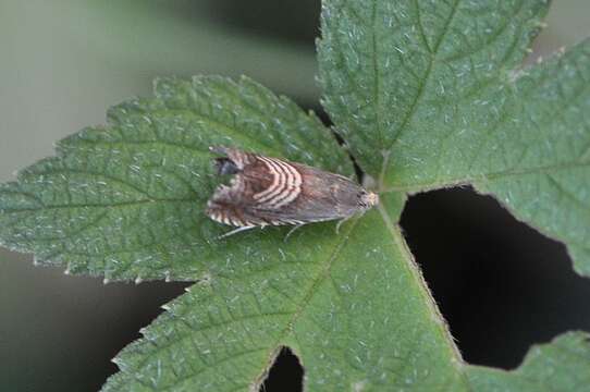 Image of Eurasian Hemp Moth