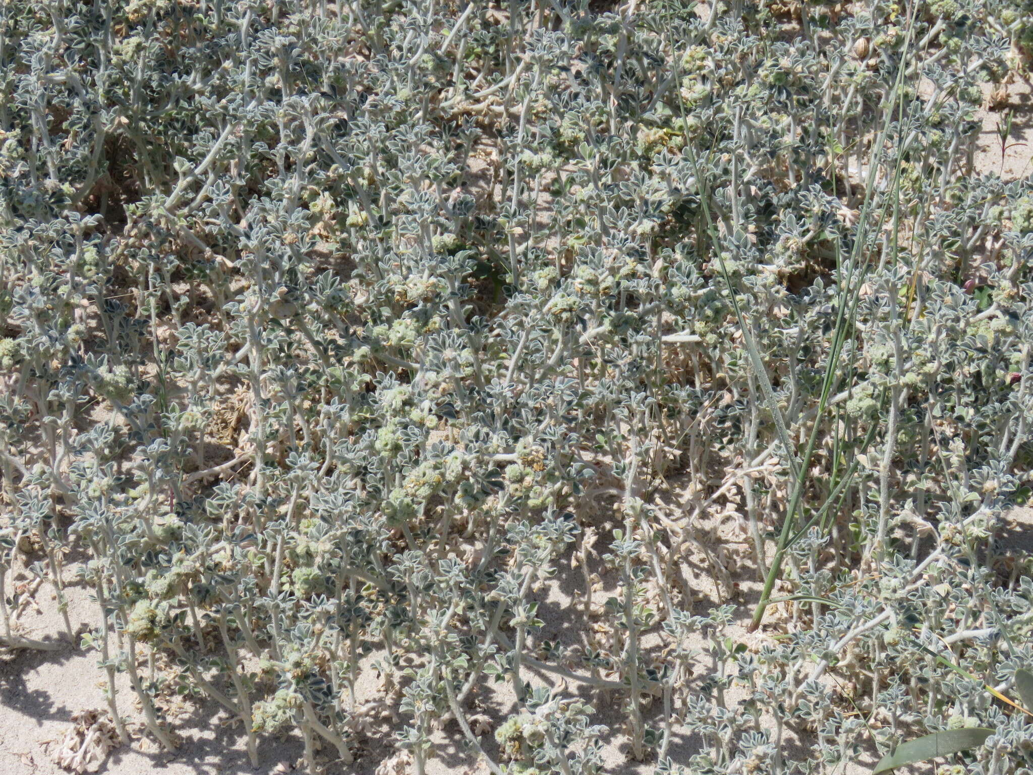 Plancia ëd Medicago marina L.