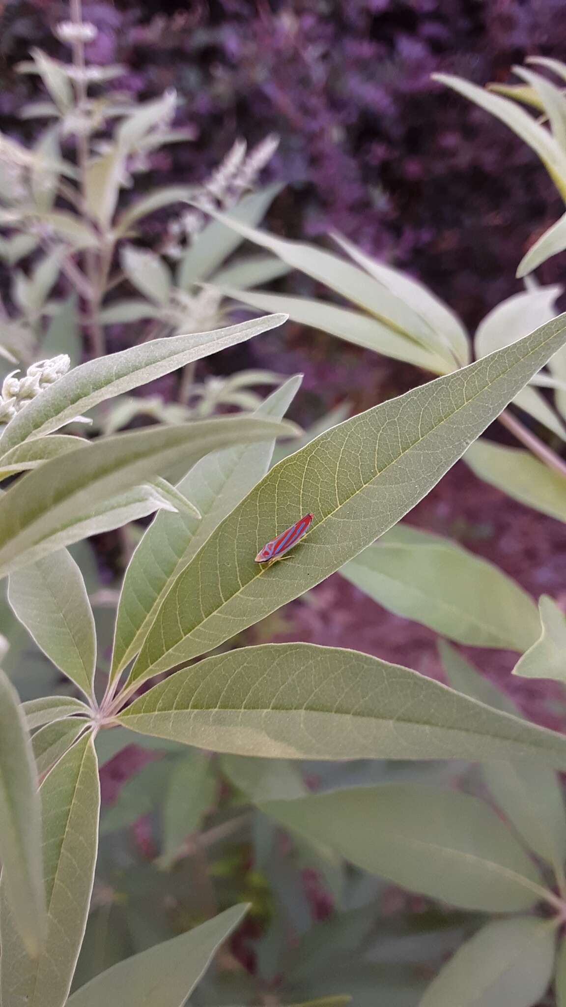 Graphocephala coccinea (Forster & J. R. 1771)的圖片