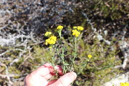 صورة Helichrysum revolutum (Thunb.) Less.