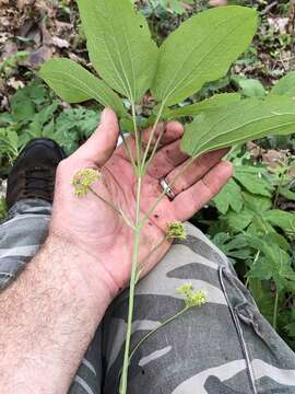 Image of Huger's carrionflower