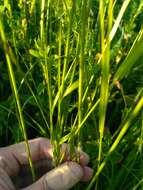 Image of golden oat grass