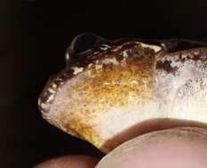 Image of Gray's Stream Frog