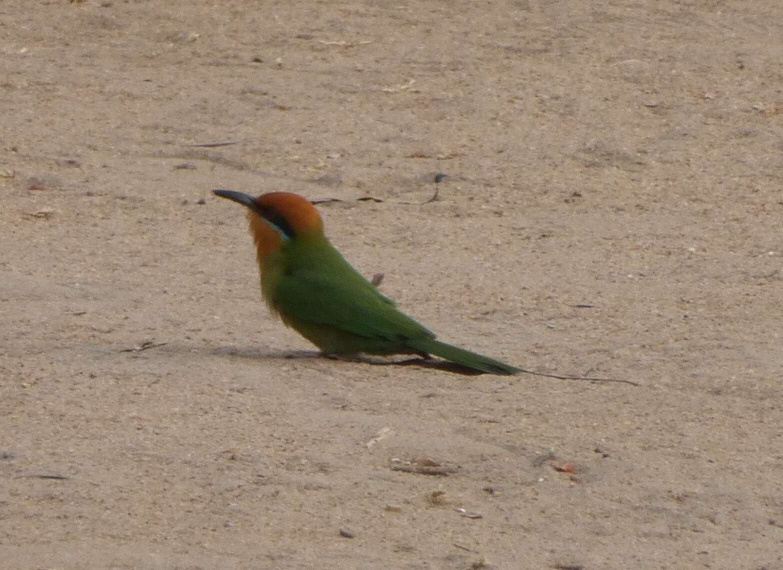 Image of Böhm's Bee-eater