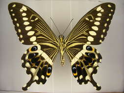 Image of Papilio lormieri Distant 1874