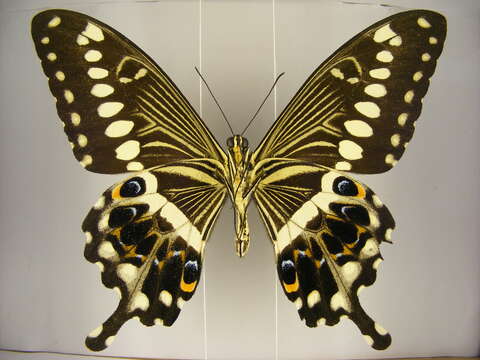 صورة Papilio lormieri Distant 1874