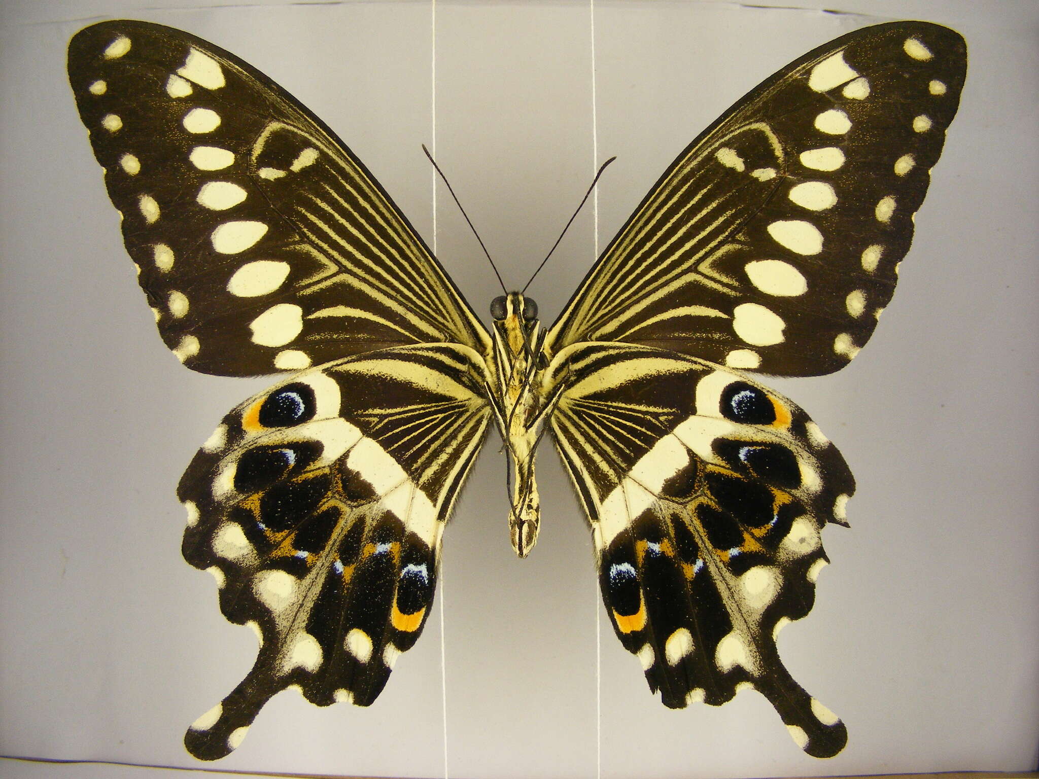 صورة Papilio lormieri Distant 1874