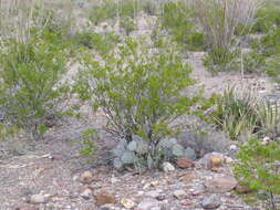 Image de Larrea tridentata (Sesse & Moc. ex DC.) Coult.