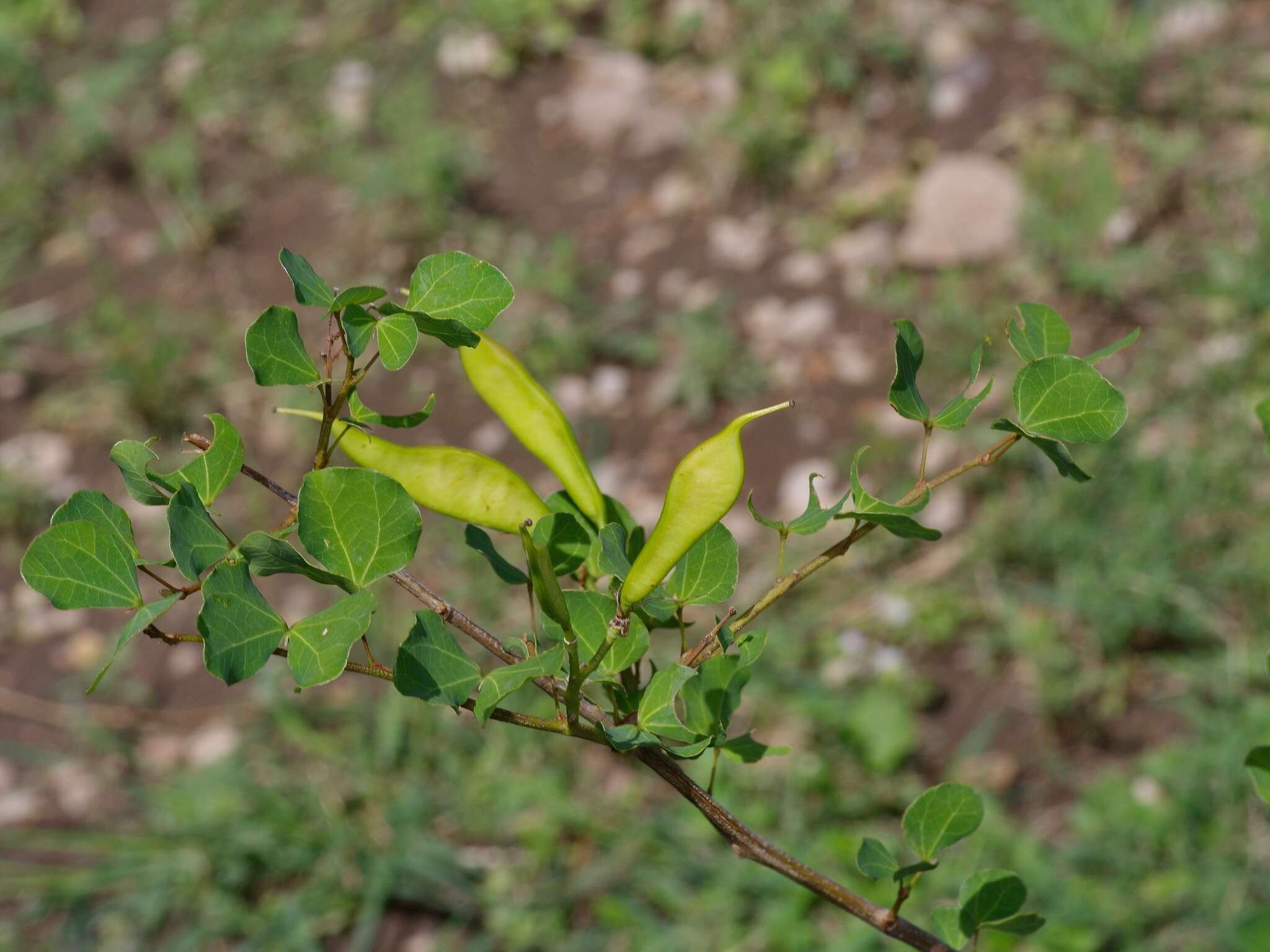 Plancia ëd Bauhinia macranthera Hemsl.