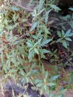 Image of cutleaf beardtongue