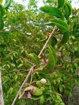 Image of Psorospermum malifolium Baker