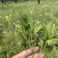 Image of Carolina silkgrass