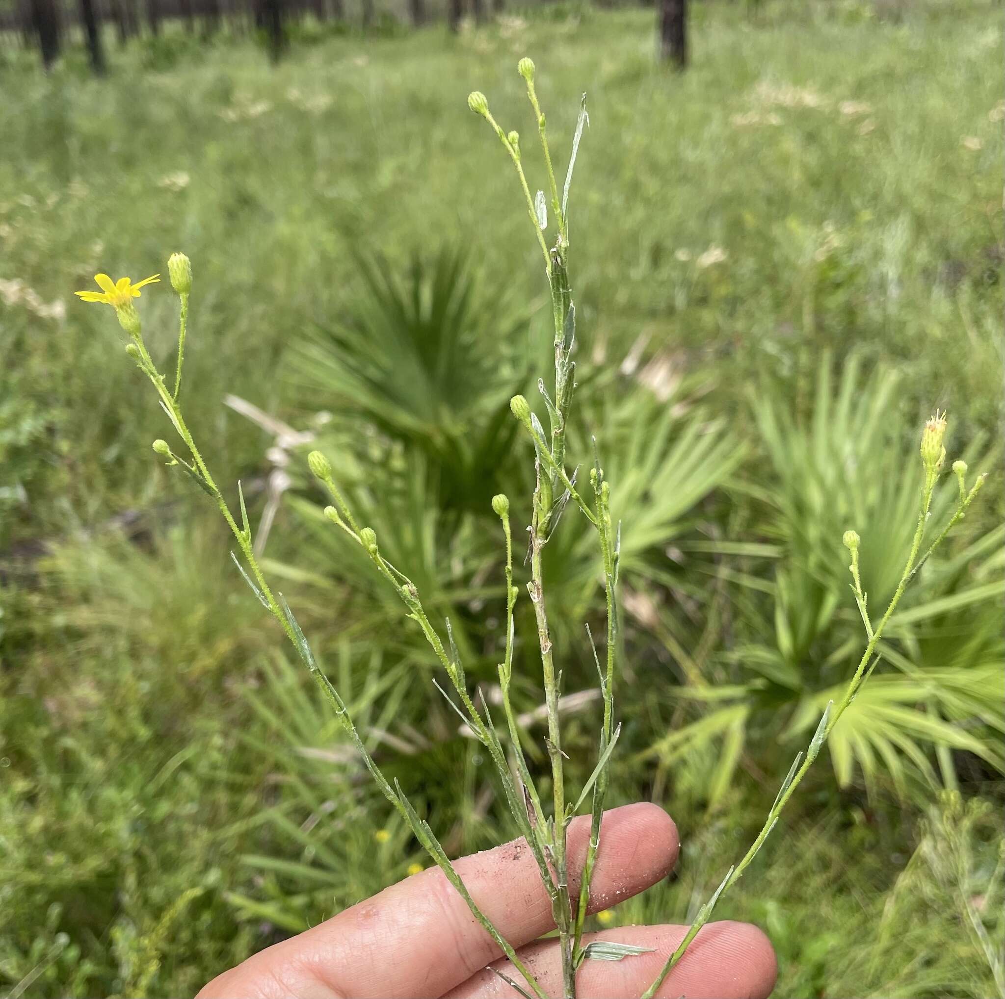 Pityopsis aspera var. adenolepis (Fern.) J. C. Semple & F. D. Bowers resmi