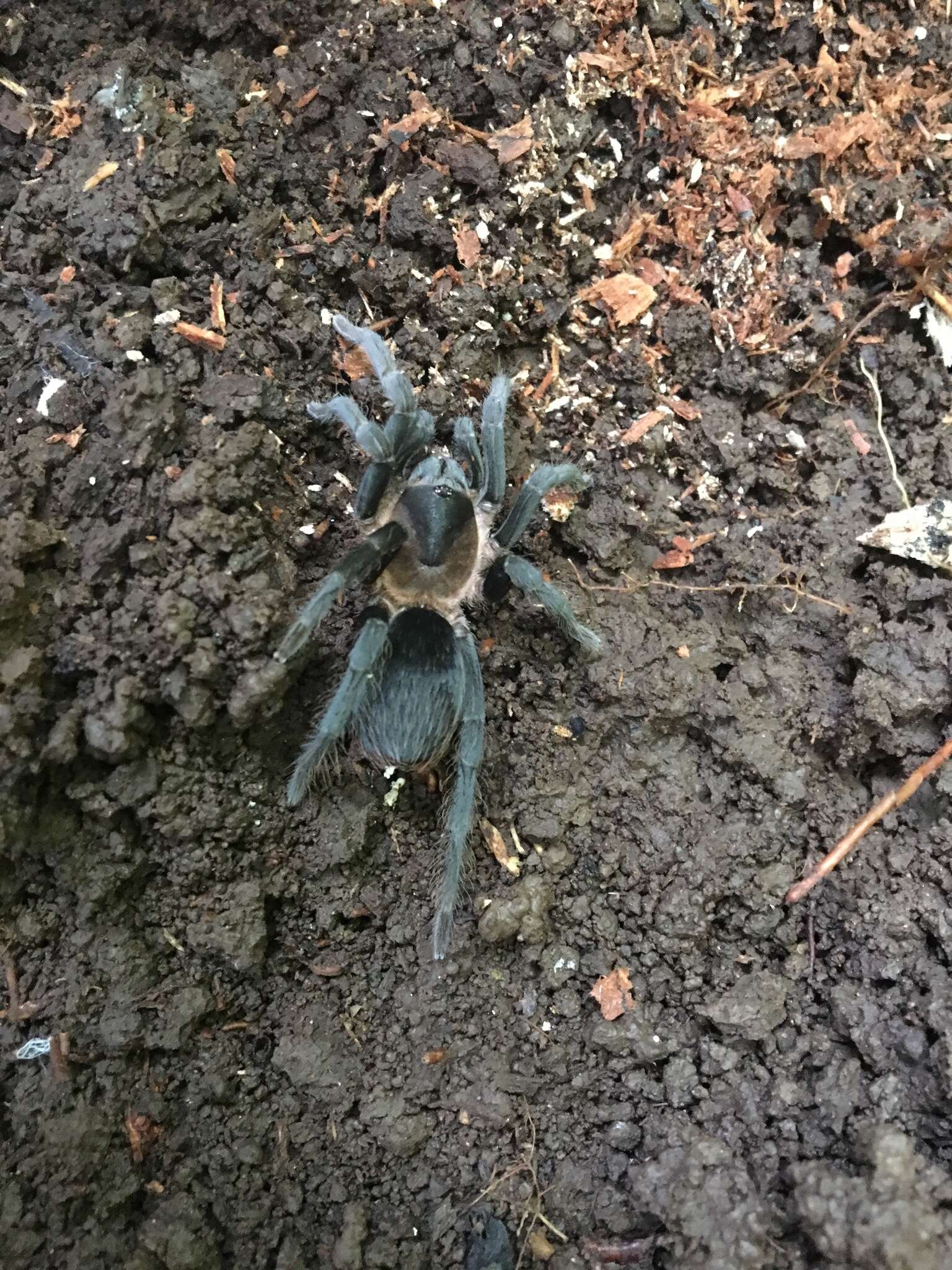 Image of Lasiodora puriscal (Valerio 1980)