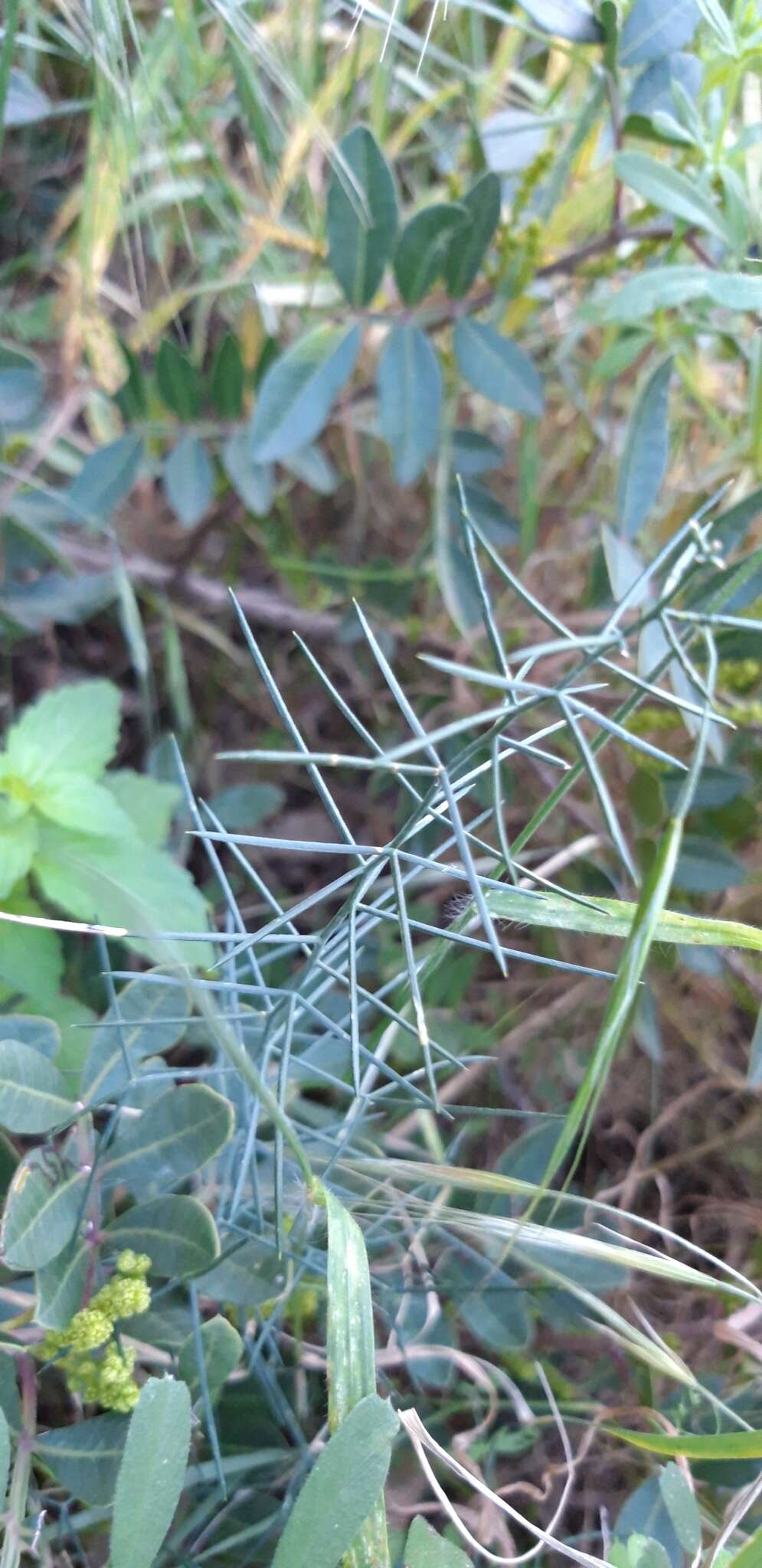 Image of Asparagus horridus L.