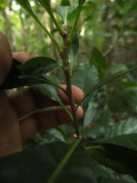 Image of Agrostistachys indica Dalzell