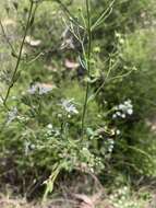 Image of Teucrium corymbosum R. Br.