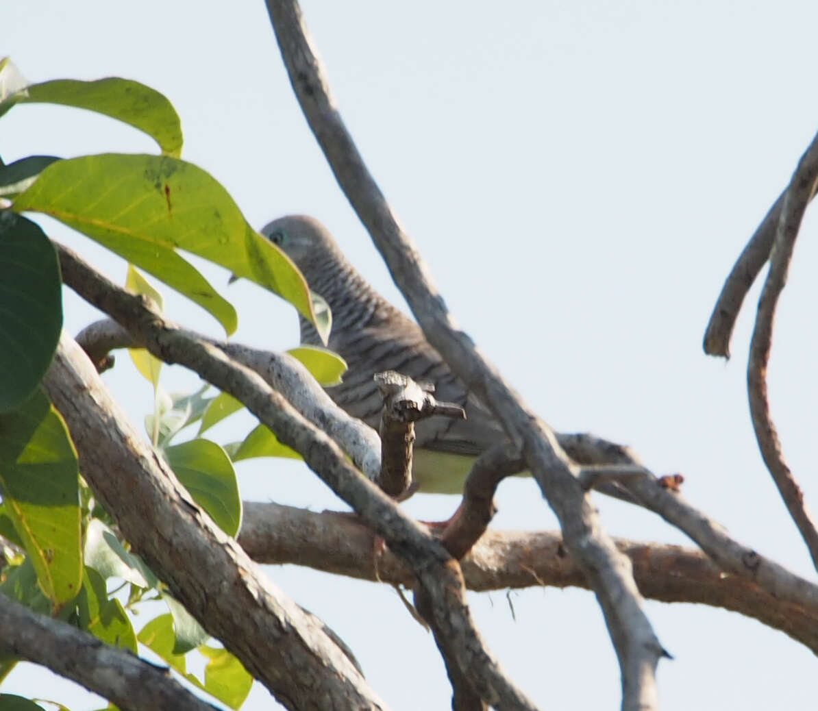 Image of Peaceful Dove