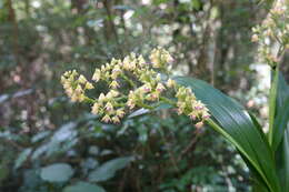 Image of Polystachya anceps Ridl.