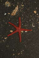 Image of Pacific blood star