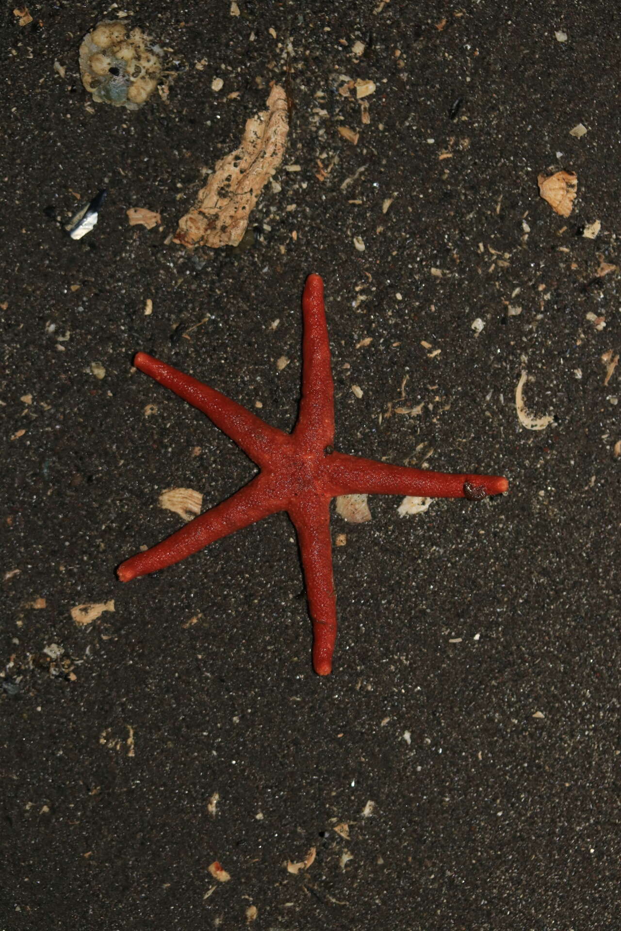 Image of Pacific blood star