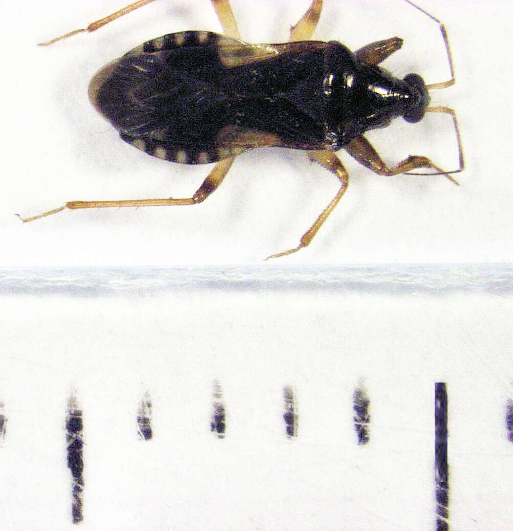 Image of Alloeorrhynchus myersi Bergroth 1927