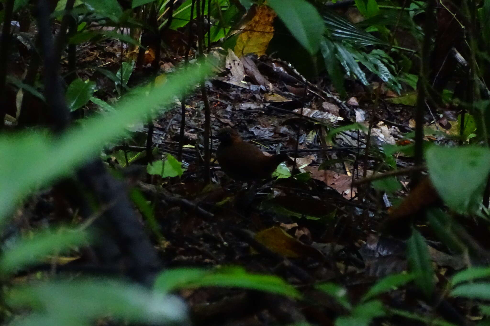 Image of Black-faced Antthrush