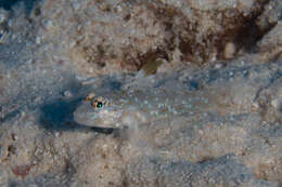 Fusigobius melacron (Randall 2001) resmi