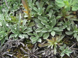 Image of Antennaria caucasica A. Boriss.