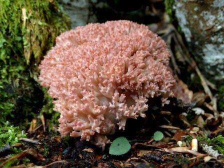 Image of Cauliflower coral