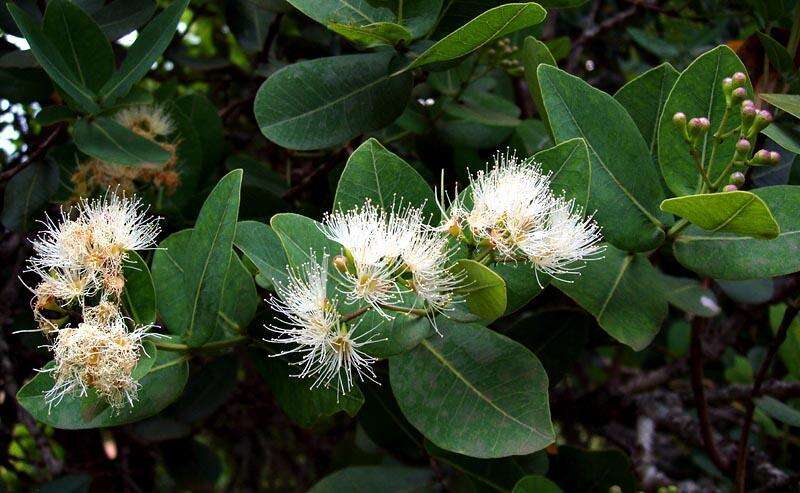 Image of Syzygium cordatum subsp. cordatum