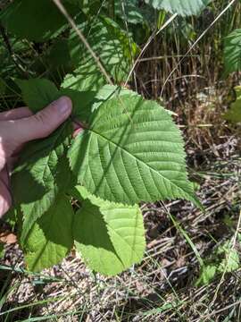 صورة Rubus recurvans Blanchard