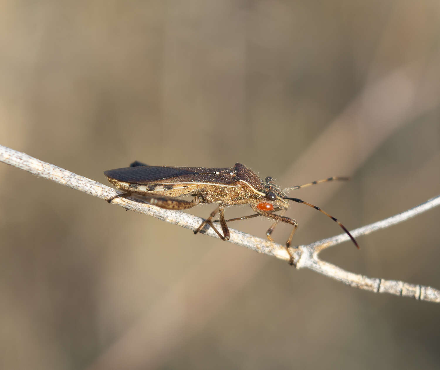 Image of Broad-Headed Bug