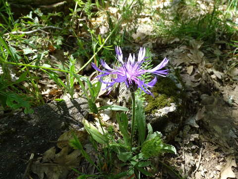 Слика од Centaurea variegata Lam.