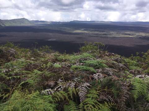 Image of tropical brackenfern