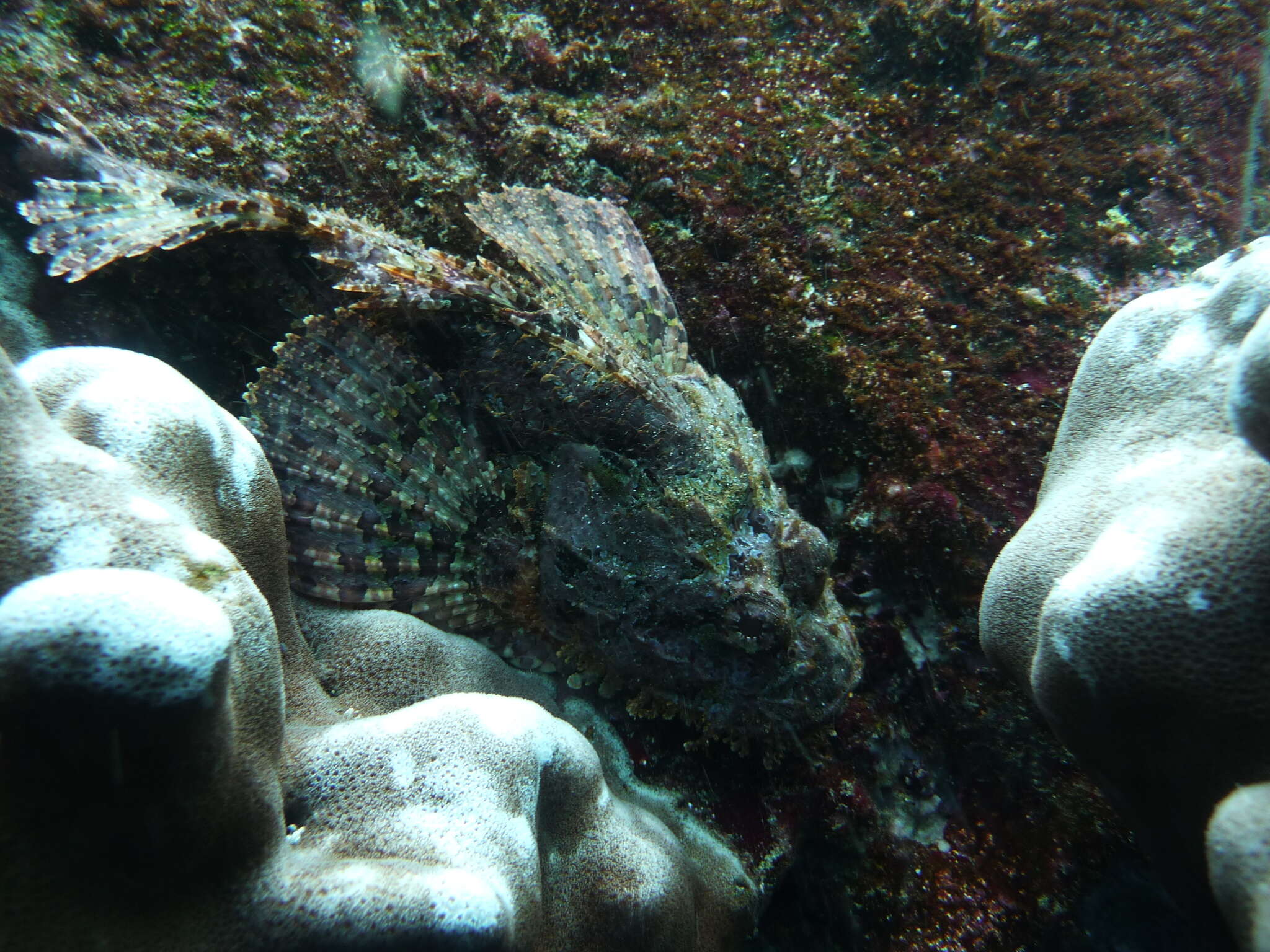 Image of Pacific Spotted Scorpionfish