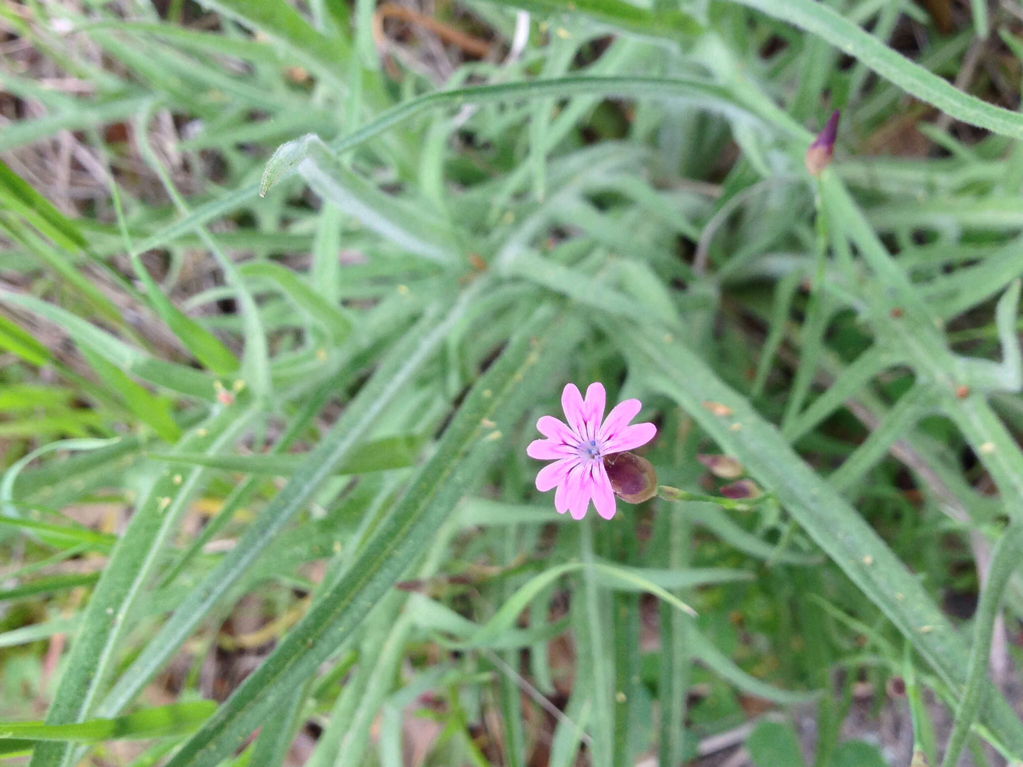 Image of hairypink