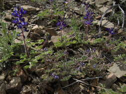 Imagem de Lupinus flavoculatus A. Heller