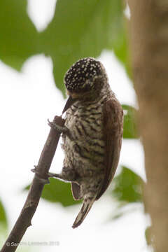 Image of White-barred Piculet