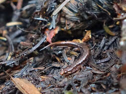 Image of Pygmy Salamander