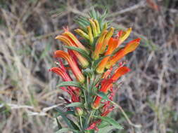 Imagem de Lobelia laxiflora Kunth