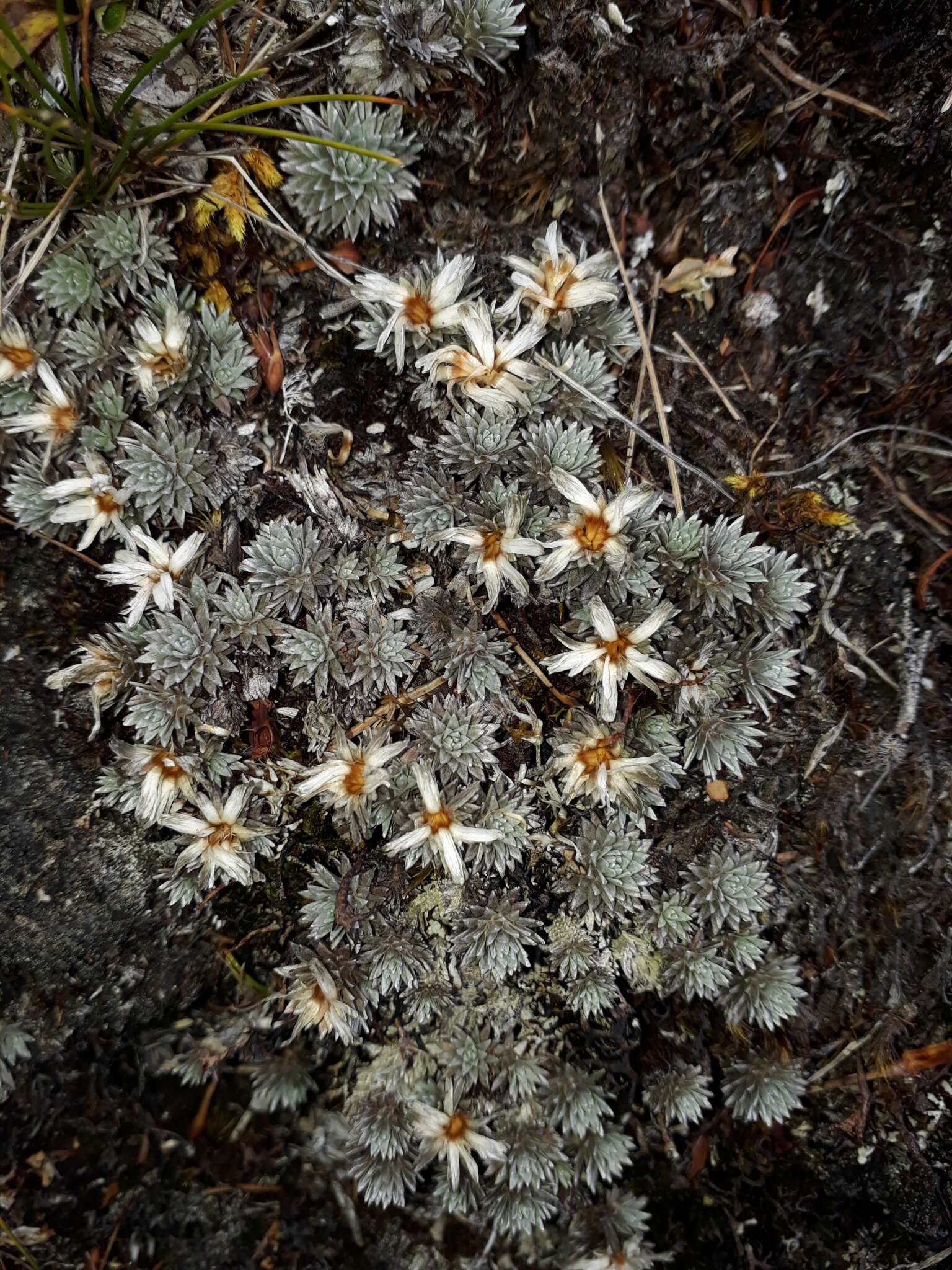 Image of Psychrophyton grandiflorum (Hook. fil.) Beauv.