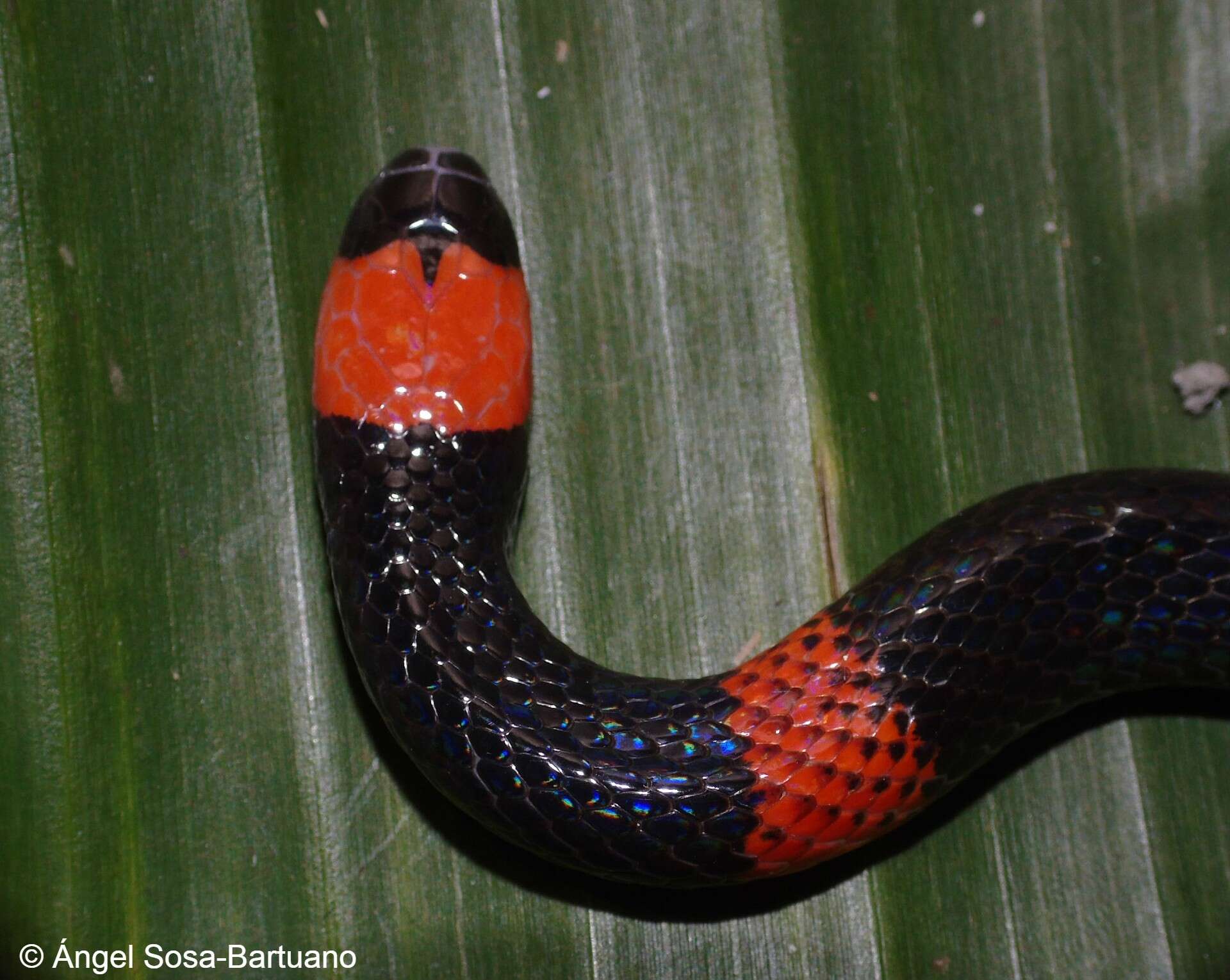 صورة Micrurus stewarti Barbour & Amaral 1928