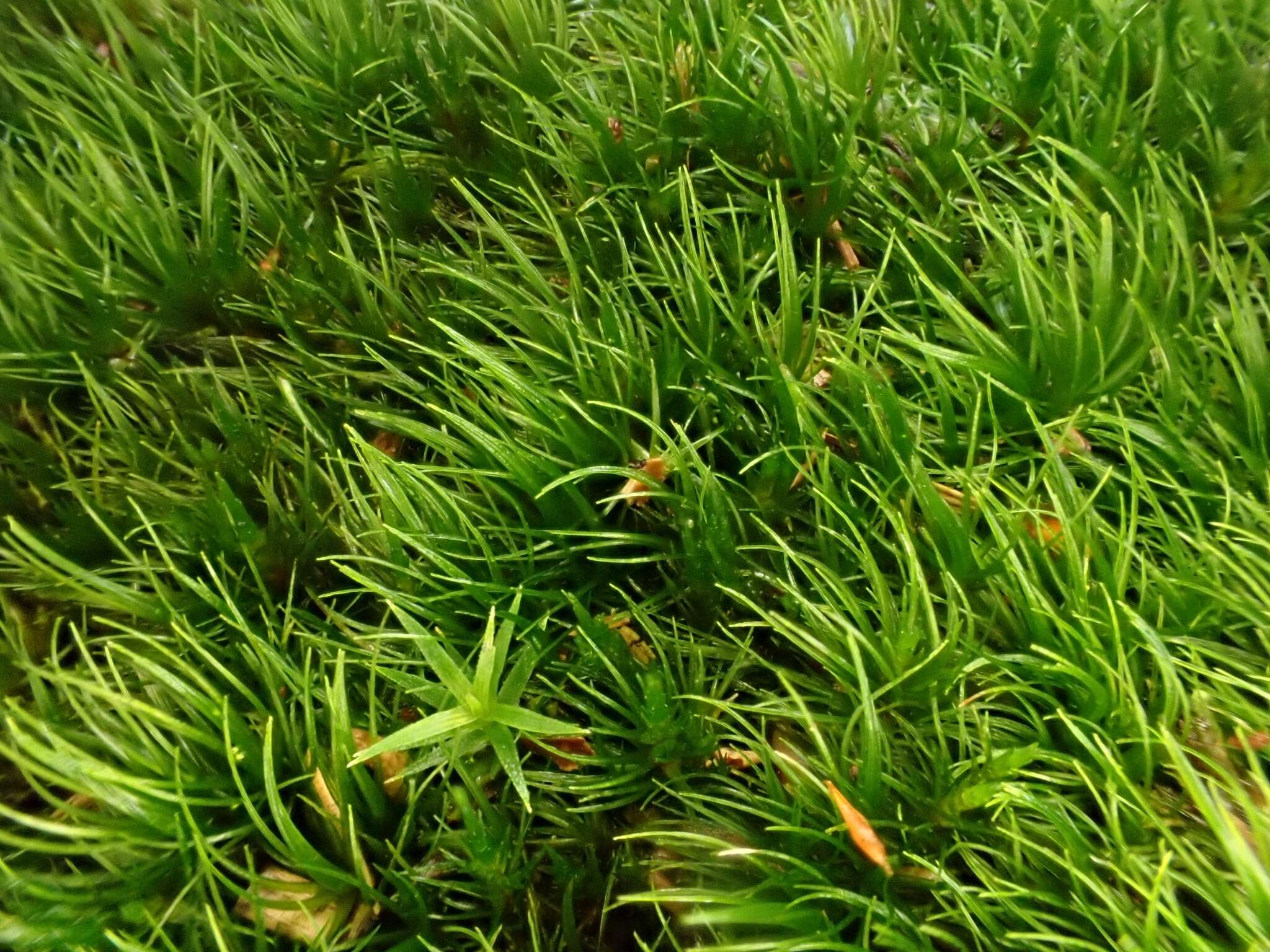 Image of rusty swan-neck moss