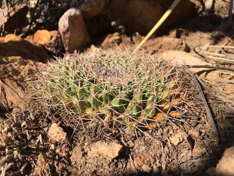 Imagem de Mammillaria meiacantha Engelm.