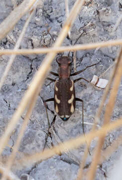 Image of Cylindera (Cylindera) paludosa (L. Dufour 1820)