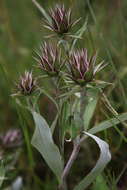 Image of Macledium zeyheri (Sond.) S. Ortiz