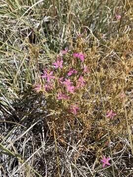 Image of Zeltnera namatophila