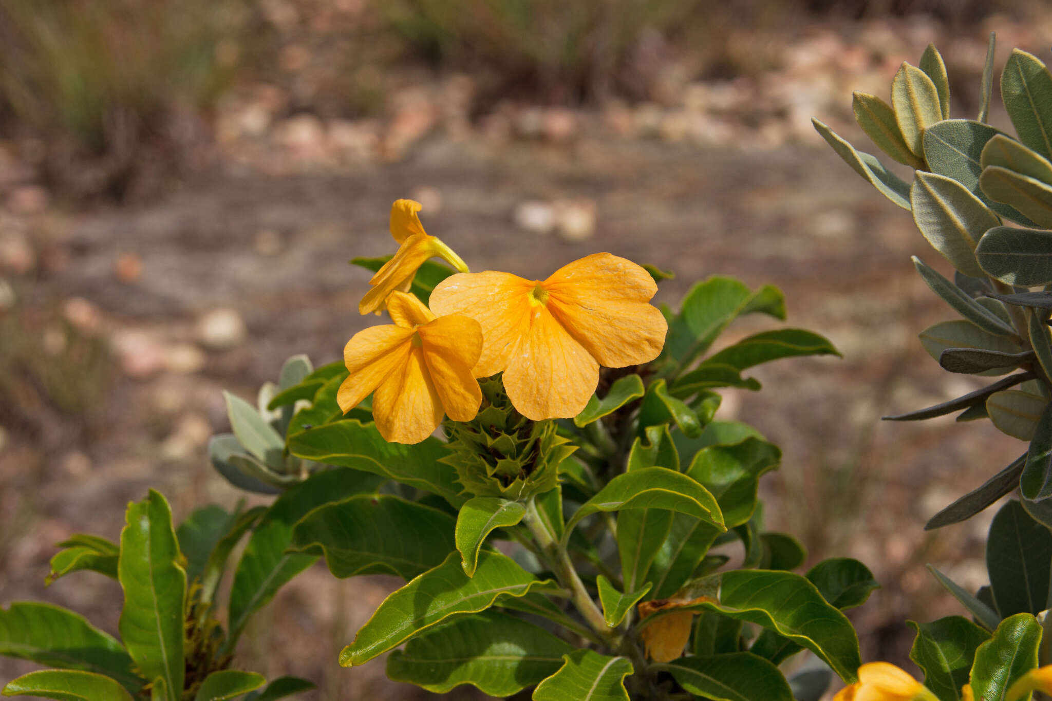 Image of Crossandra isaloensis K. Vollesen