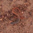 Image of Guinea Fringe-fingered Lizard